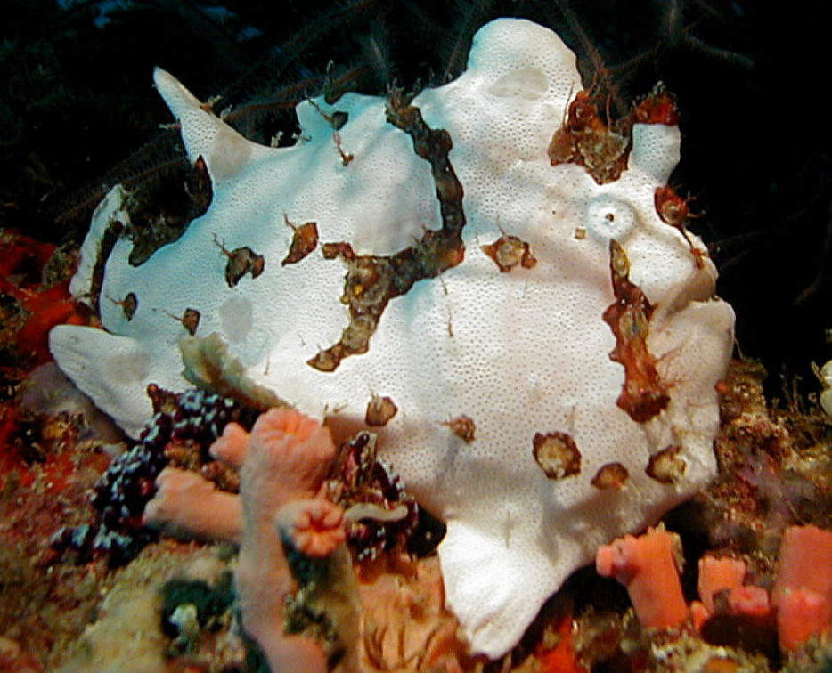 Frogfish